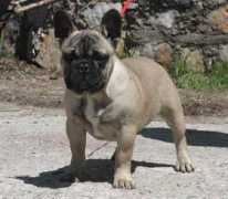 menandpets.com Bouledogue