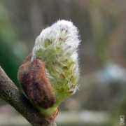sophie-g.net Bourgeon