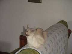 Bovene