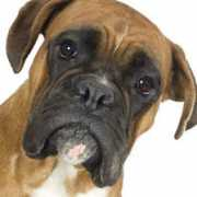 Boxerdog