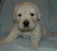 hiddenmeadowgoldens.com Boyaka