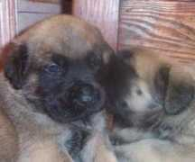 mountainviewmastiffs.com Boyand