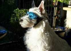 funnypetpictures.com Boydie