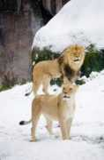 mlkshk.com Bprs