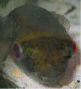 aqualandpetsplus.com Bracki