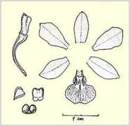 Bradea