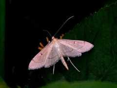 jpmoth.org Bradina