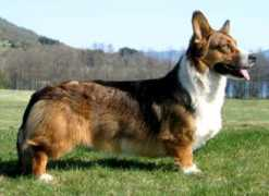 Brage