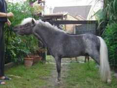 stallionlocator.com Brahim