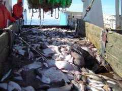 afsc.noaa.gov Brailer