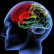 veteranstoday.com Brain