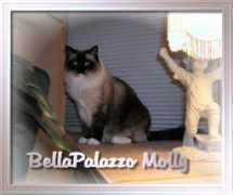 bellapalazzo-ragdollcats.com Braiton