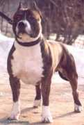 petsinform.com Braiton