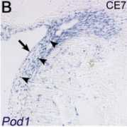 geisha.arizona.edu Braitsch