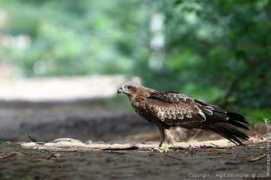 arpit.oiseaux.net Bramane