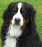 rewardingdogs.com Bramble