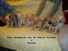 kennel-dezwartefruinen.nl Brammetje