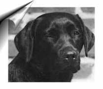 tiverton-labradors.de Brammy