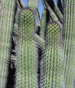 cals.arizona.edu Brances