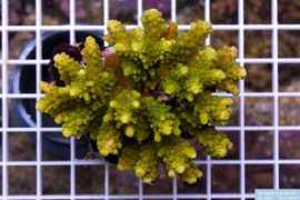 it.reeflex.net Branchi