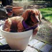 stuffonmywiener.com Brandee