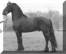 signaturefriesians.com Brandus