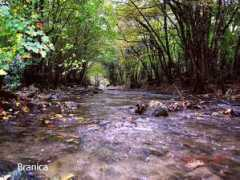 .arnes.si Branica