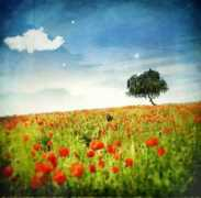 thenewyorkoptimist.com Branimir