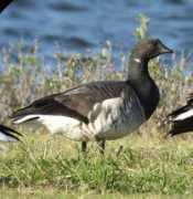 carolinabirdclub.org Brant