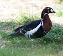 Branta