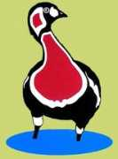 naturalbornbirder.com Branta