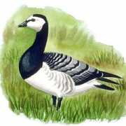 Branta