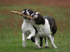 123dog.net Branti