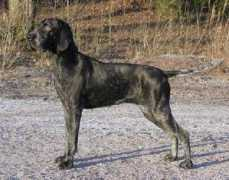 funscrape.com Braque