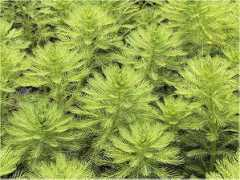 botanic.jp Brasiliense