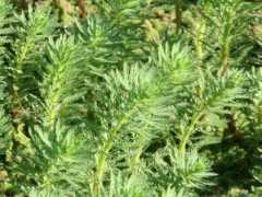 botanic.jp Brasiliense