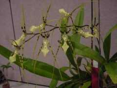triangleorchidsociety.org Brassia