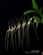 orchids.legolas.org Brassia