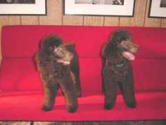 chicagopetcare.com Bratto