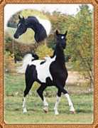 equiworld.net Braveboy