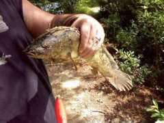 bowfinanglers.com Braxs