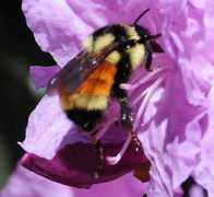 bugguide.net Breder
