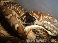 reptilnet.dk Bredli