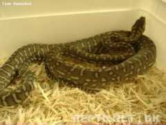 reptilnet.dk Bredli