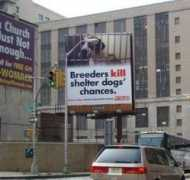 mystiqueshelties.com Breeders