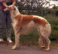 aldemoor.borzoi.net Brekke