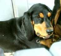 coonhoundrescue.com Brendalee