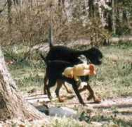 coonhoundrescue.com Brendalee