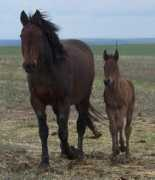 ayersranch.com Brendaz