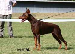 Brendia